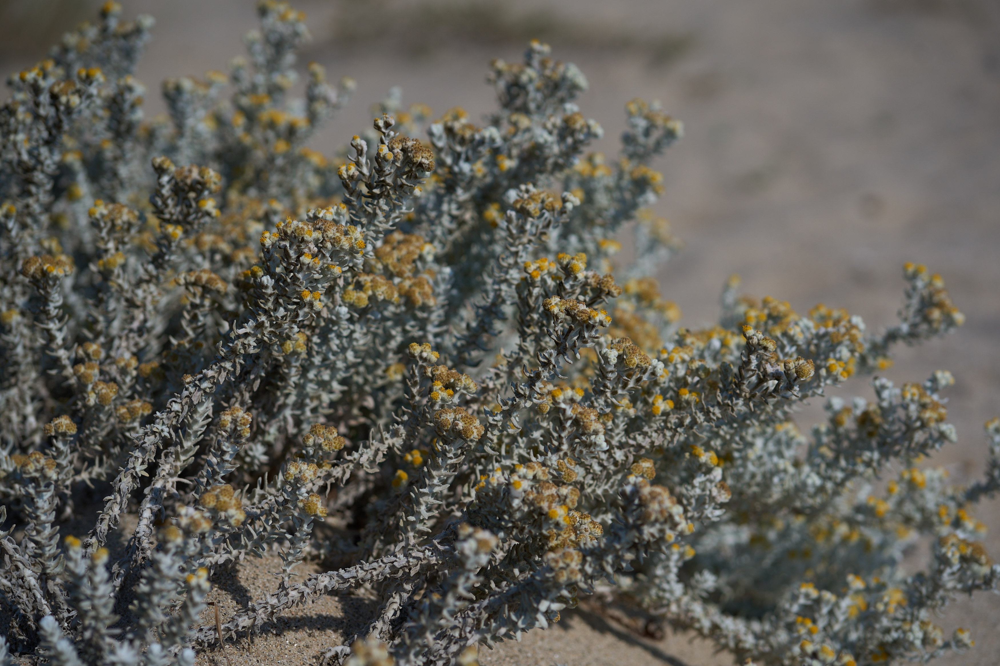 dune plants